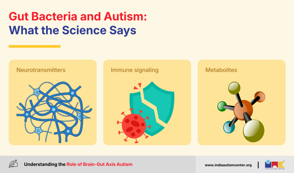 Gut Bacteria and Autism: What the Science Says