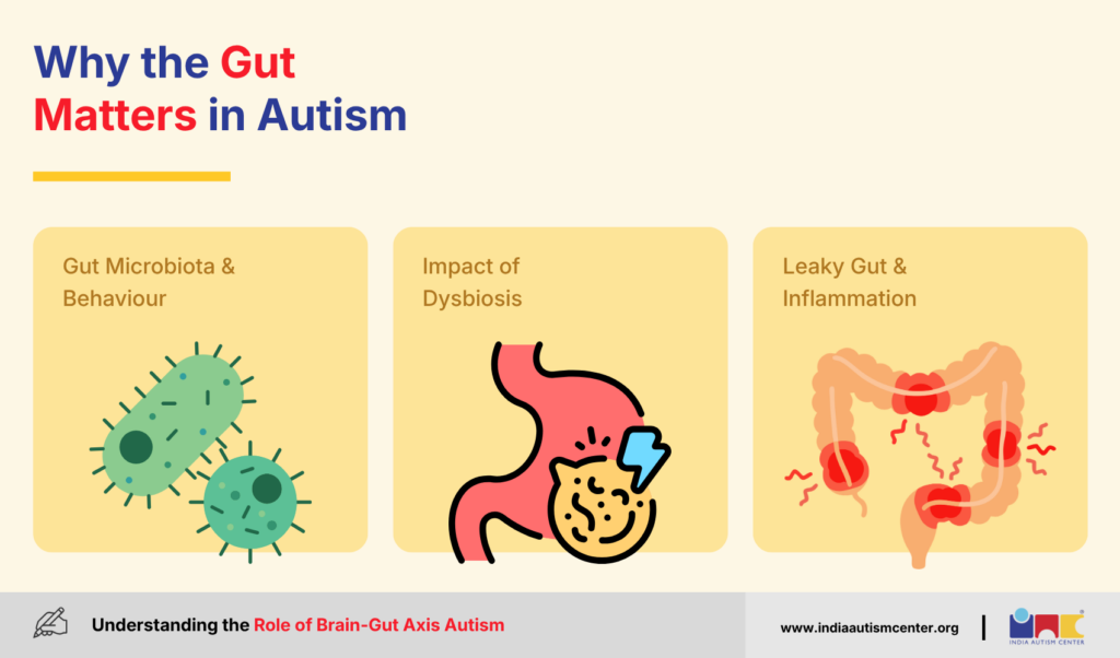Why the Gut Matters in Autism
