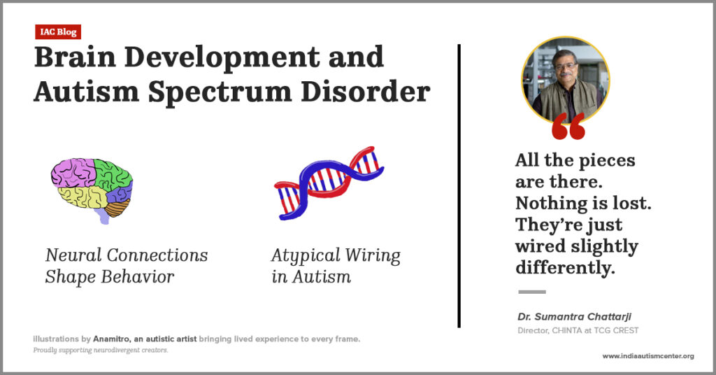 Role of brain development and neural wiring in autism spectrum disorder.