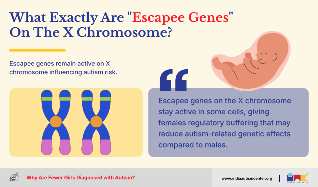 What Exactly Are "Escapee Genes" On The X Chromosome?