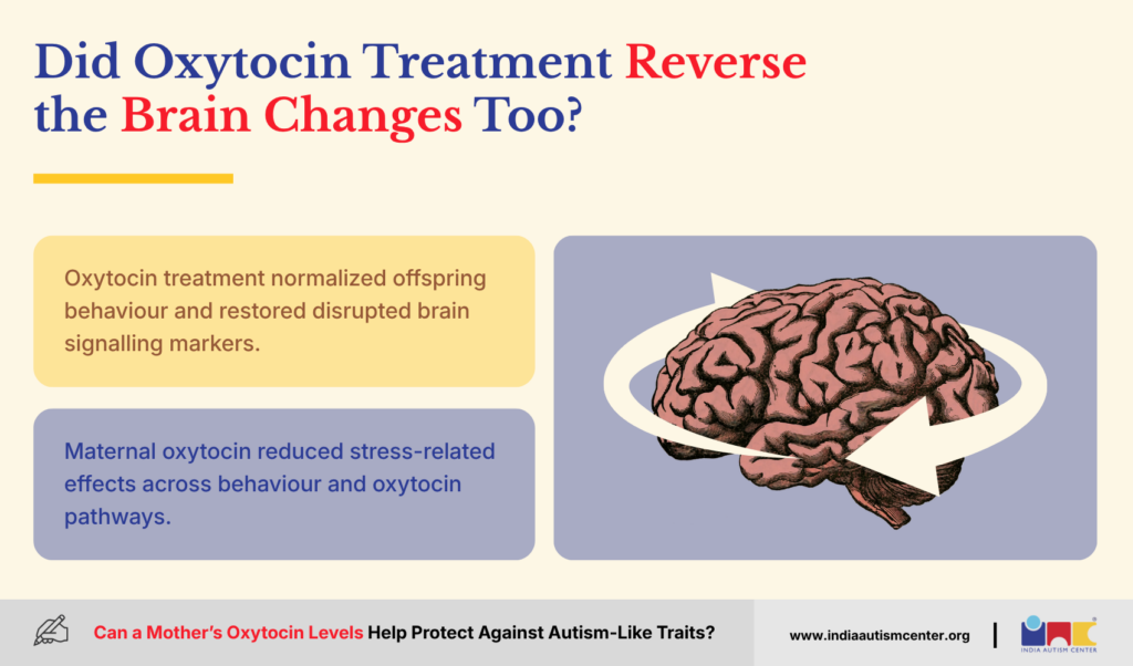 Did Oxytocin Treatment Reverse the Brain Changes Too?