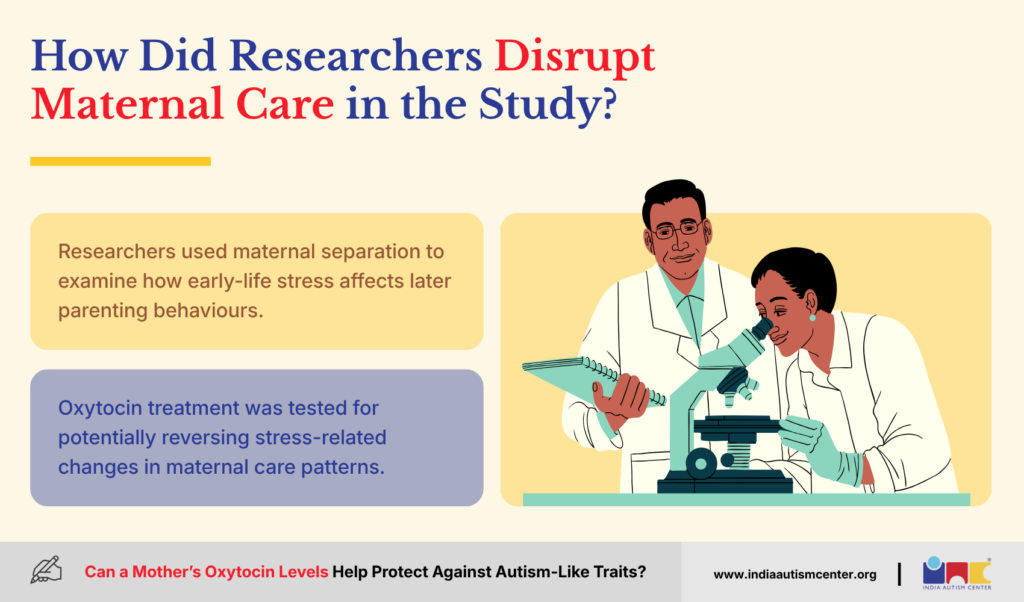 How Did Researchers Disrupt Maternal Care in the Study?