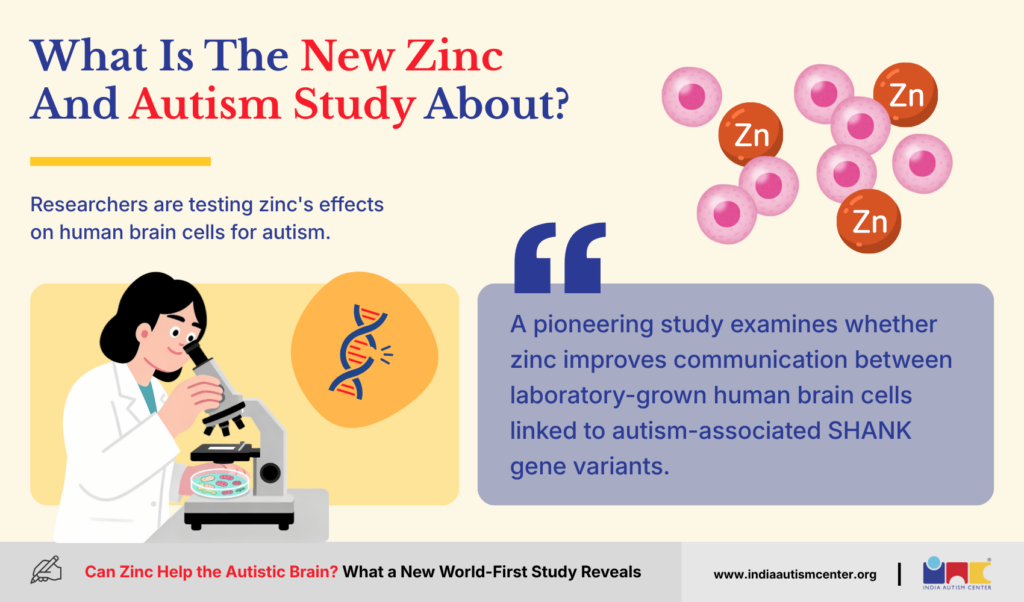 Imagen ilustrativa: Zinc y autismo: ¿una nueva esperanza para la conexión cerebral? — Investigación