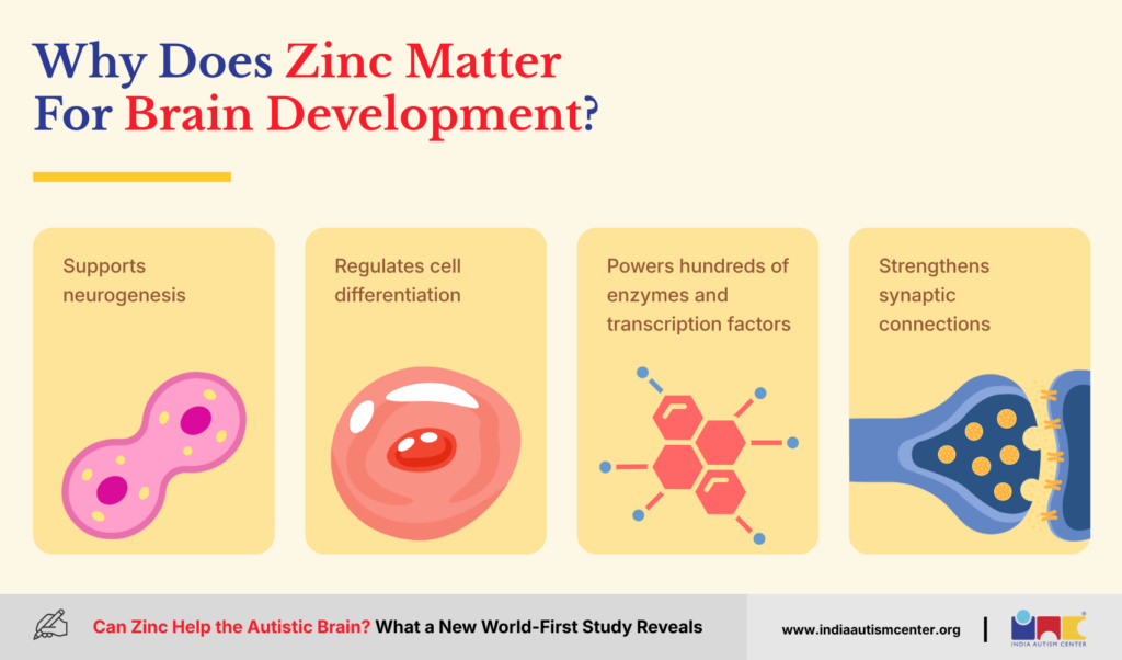 Why Does Zinc Matter For Brain Development?