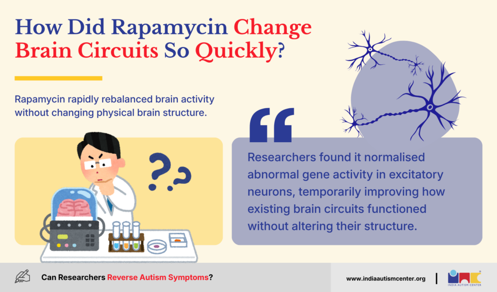How Did Rapamycin Change Brain Circuits So Quickly
