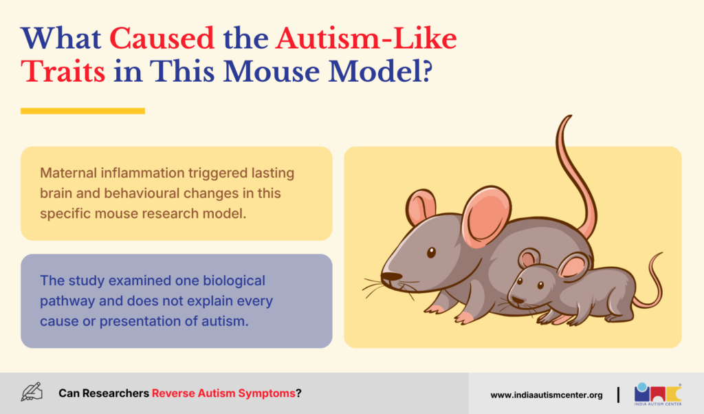 What Caused the Autism-Like Traits in This Mouse Model?